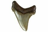 Serrated, Angustidens Tooth - Megalodon Ancestor #158846-1
